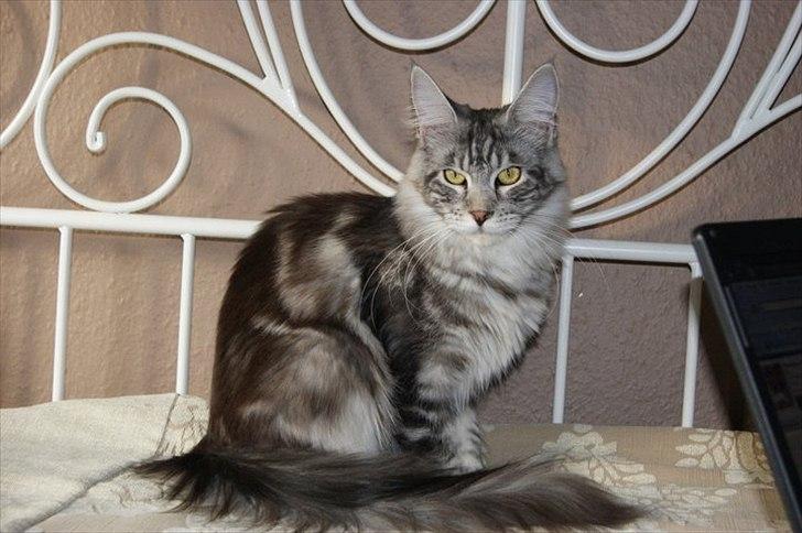 Maine Coon Coonations Mauna Loa  billede 10