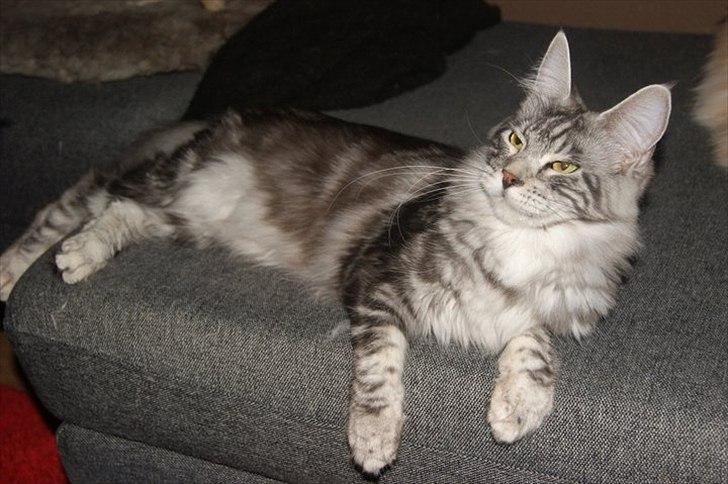 Maine Coon Coonations Mauna Loa  billede 11
