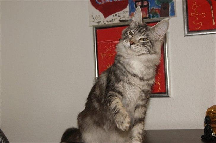 Maine Coon Coonations Mauna Loa  billede 13