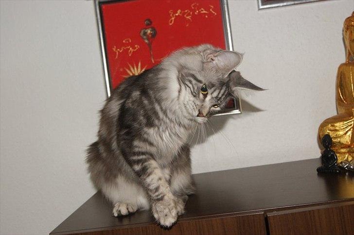 Maine Coon Coonations Mauna Loa  billede 14