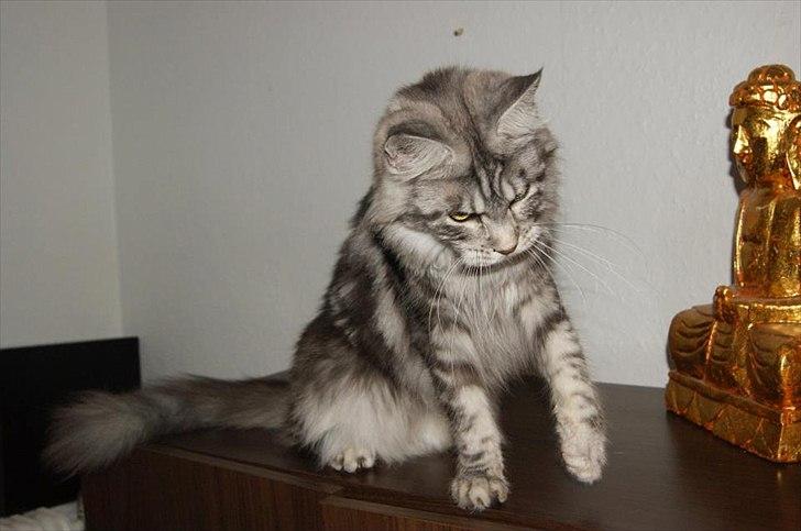 Maine Coon Coonations Mauna Loa  billede 15