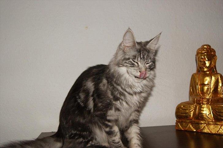 Maine Coon Coonations Mauna Loa  billede 16