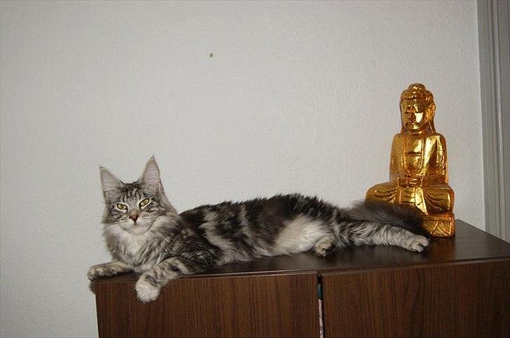 Maine Coon Coonations Mauna Loa  billede 17