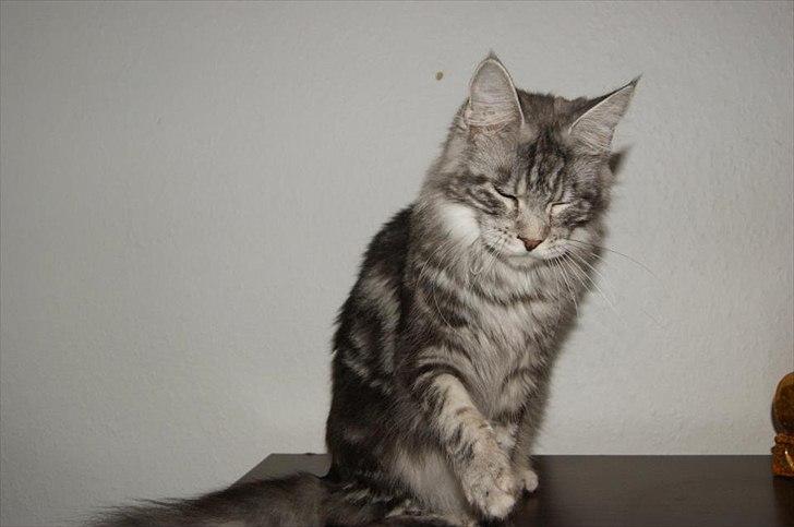 Maine Coon Coonations Mauna Loa  billede 19