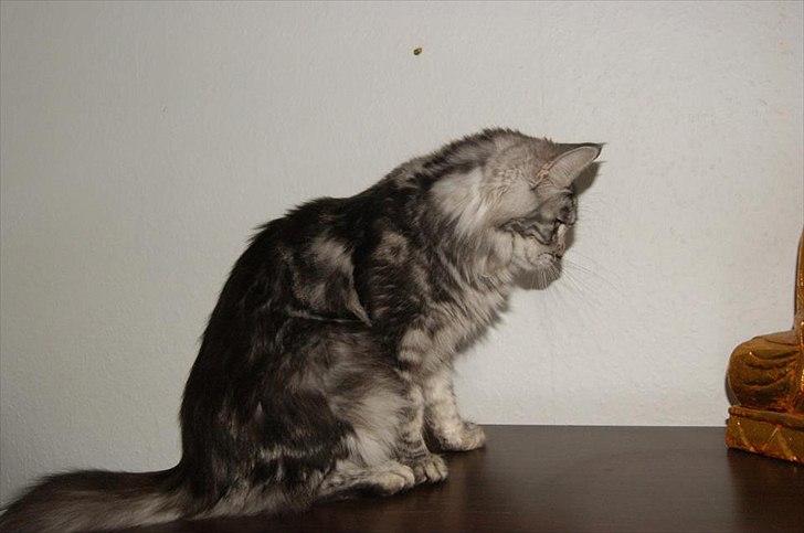 Maine Coon Coonations Mauna Loa  billede 20