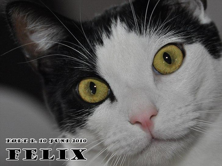 Huskat Felix billede 1