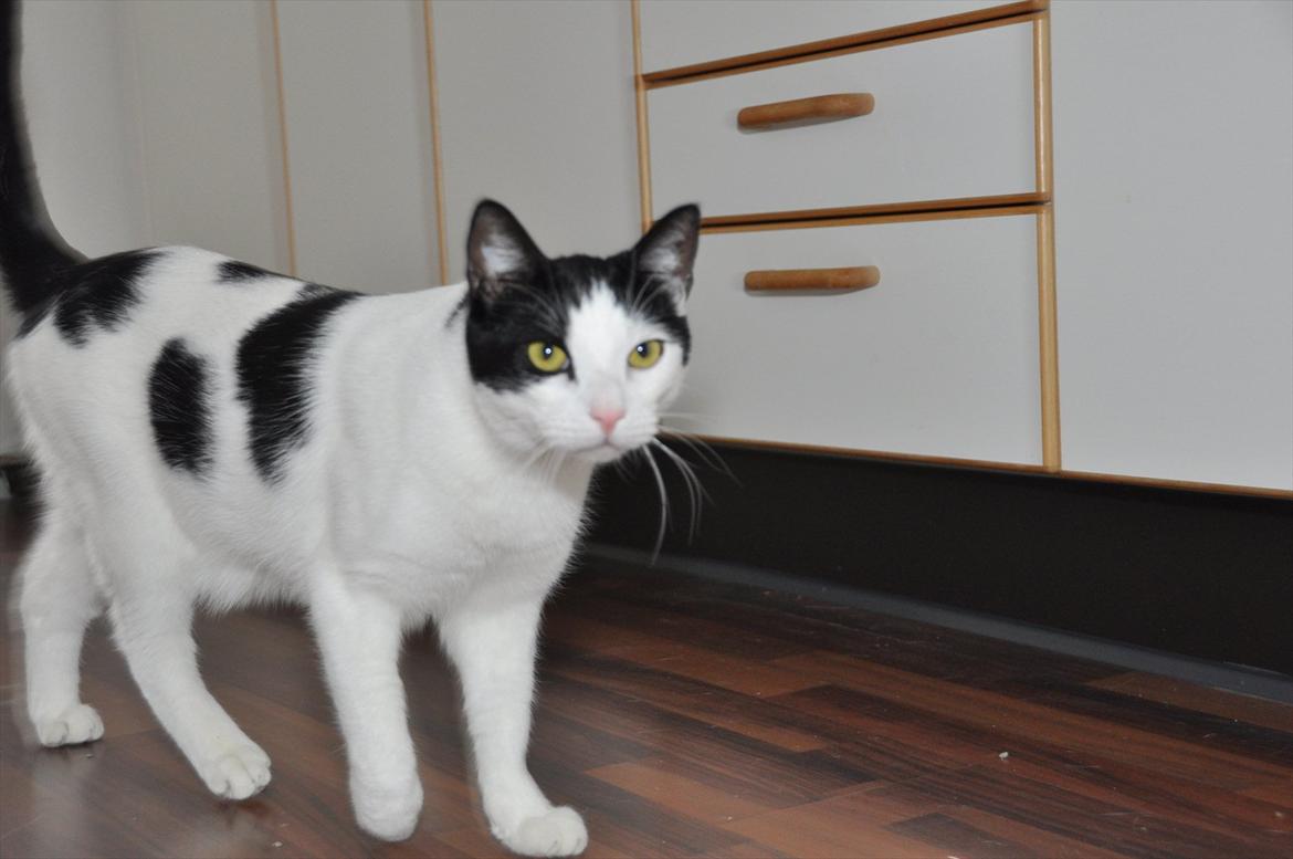 Huskat Felix billede 3