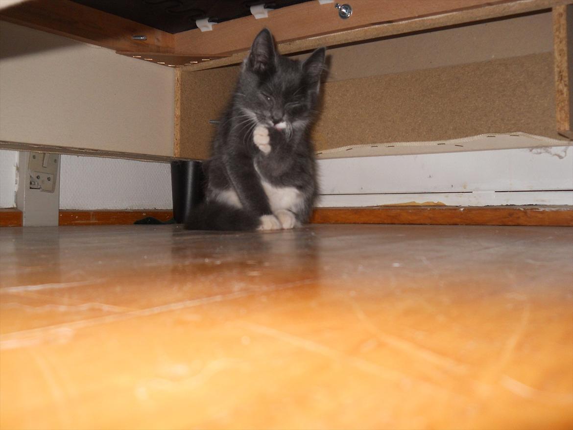 Blanding af racer Cornelius - Jeg gør mig lige ren :-) <3 billede 1