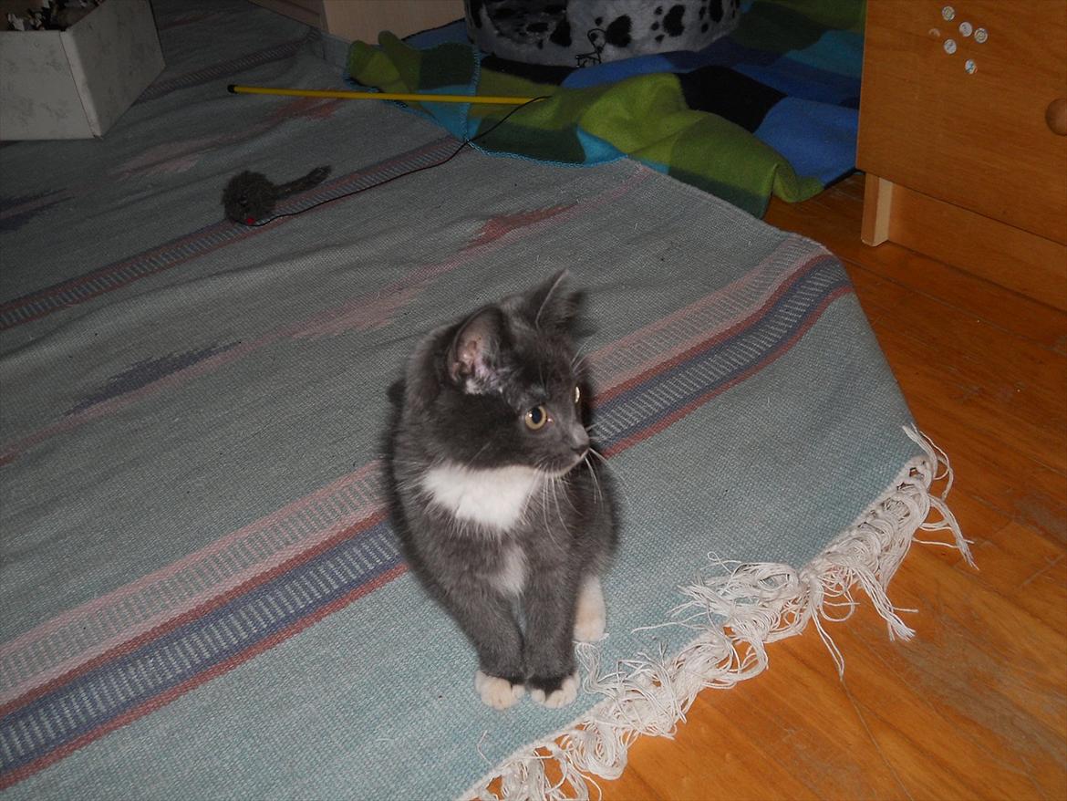 Blanding af racer Cornelius billede 2