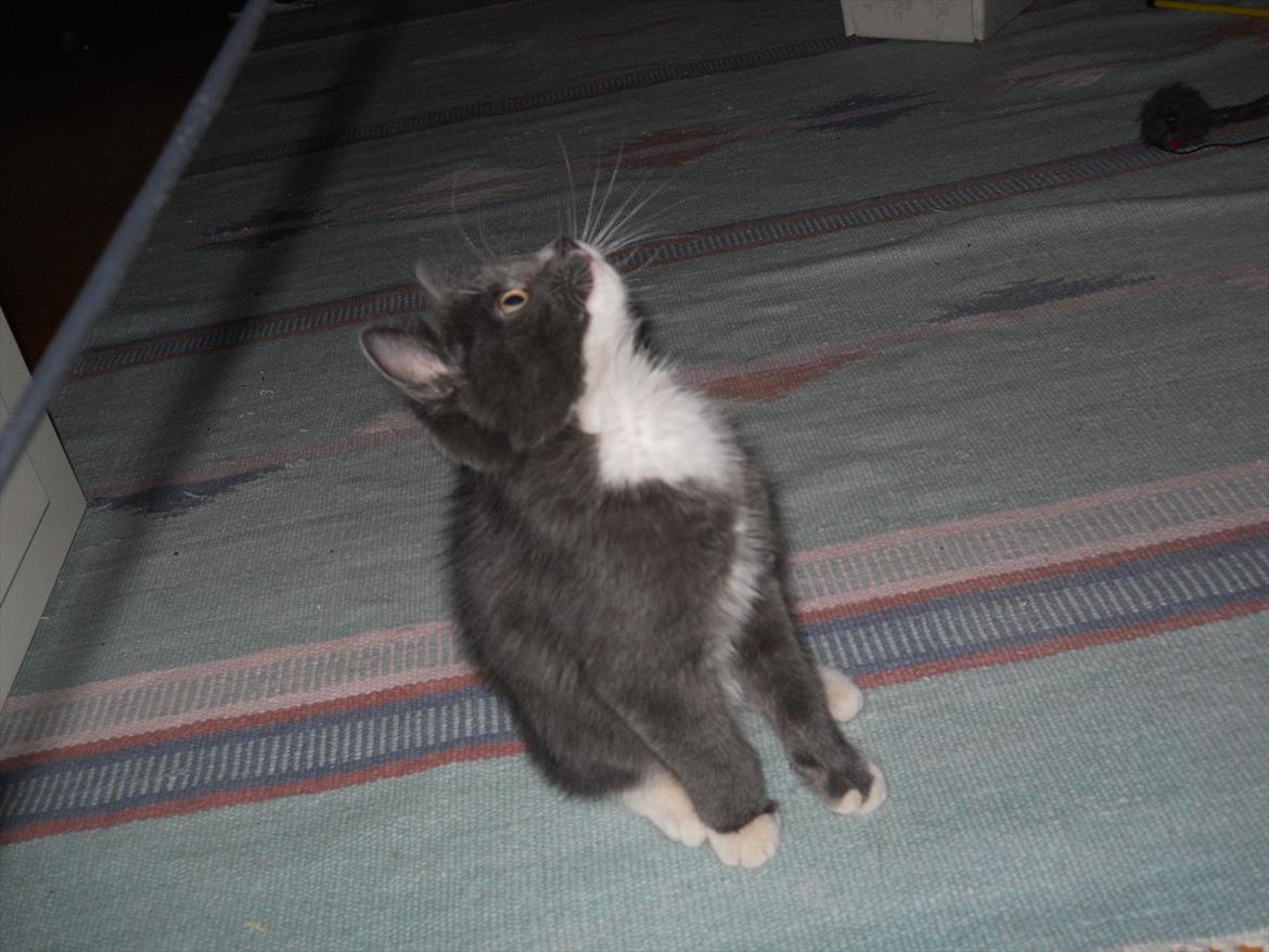 Blanding af racer Cornelius billede 3