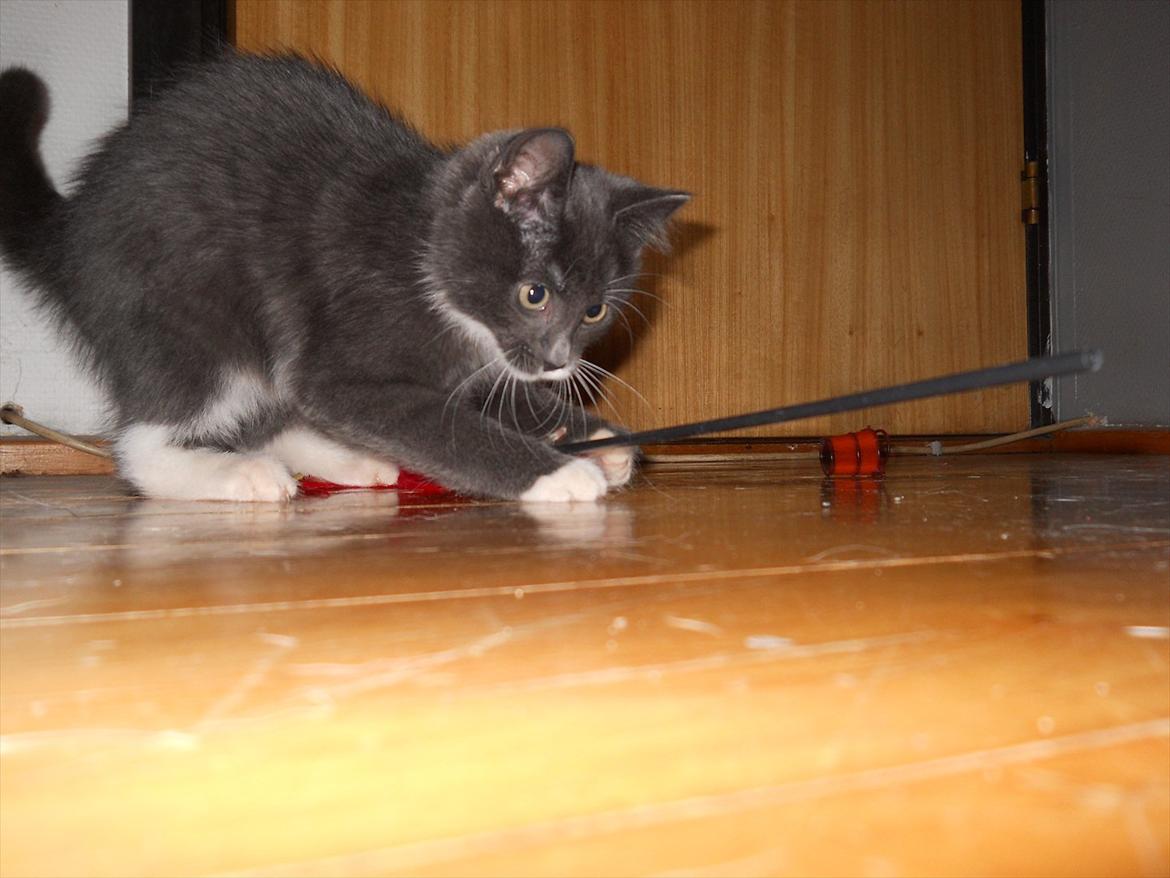 Blanding af racer Cornelius - Fik den! Hahaha :D billede 4