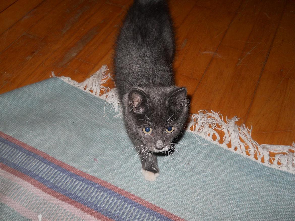 Blanding af racer Cornelius - Jeg sniger mig ind på dig! :D billede 5