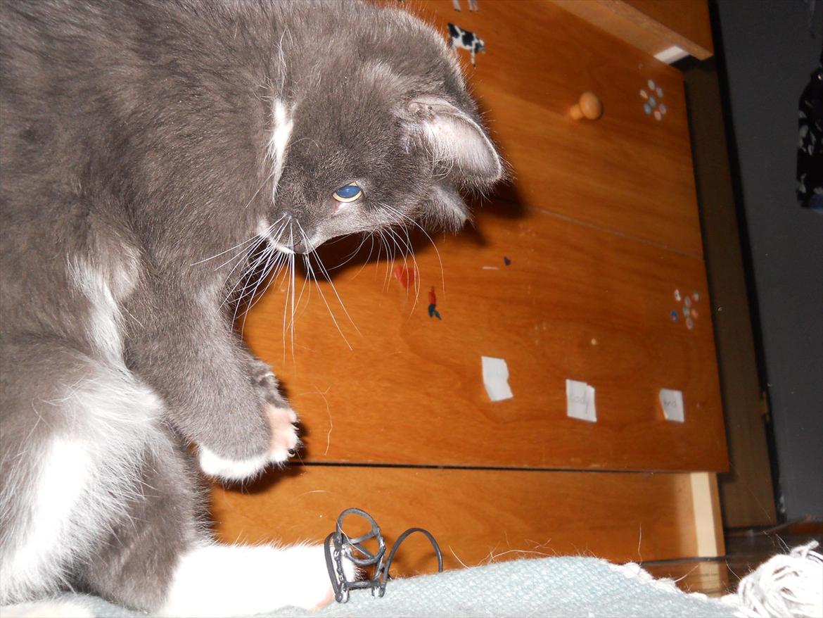 Blanding af racer Cornelius - Cornelius der leger med et ødelagt gammelt Schleich trense :-) billede 6