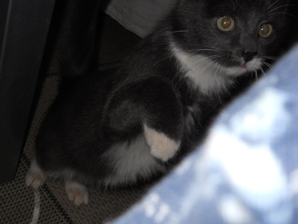 Blanding af racer Cornelius - Jeg springer lige op  :-) billede 7