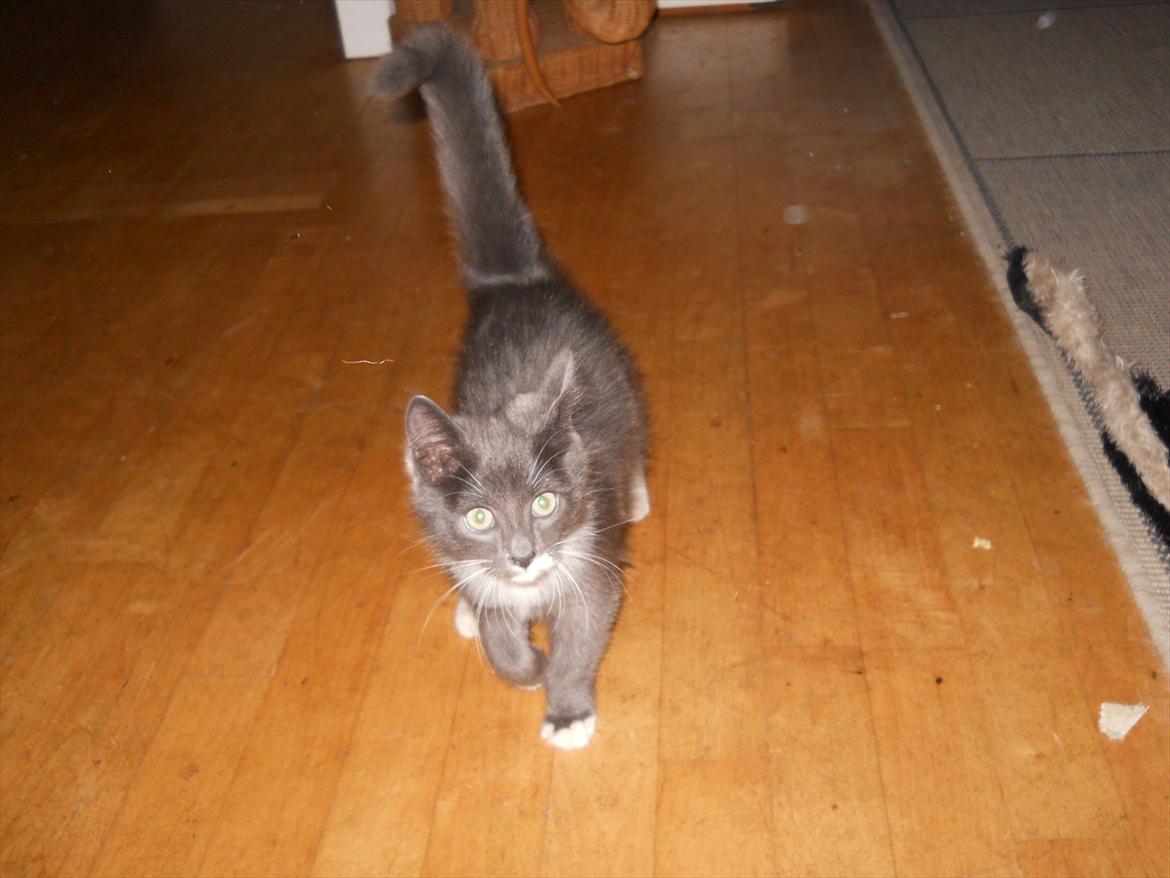 Blanding af racer Cornelius billede 8