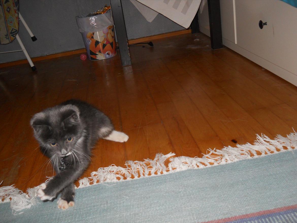 Blanding af racer Cornelius - (tag jeg ikke af min peterplys skraldespand bag ved :P ) billede 9