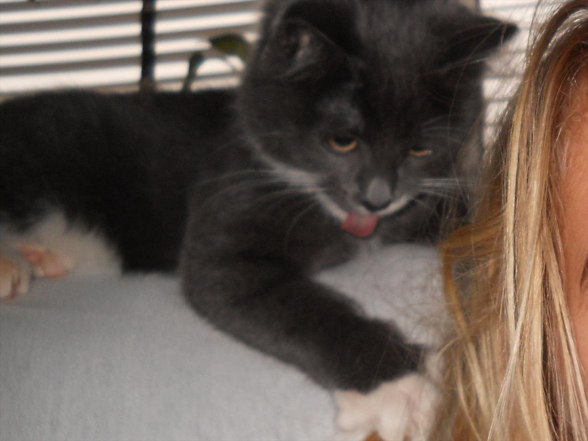 Blanding af racer Cornelius - Tak for kigget :-) billede 10