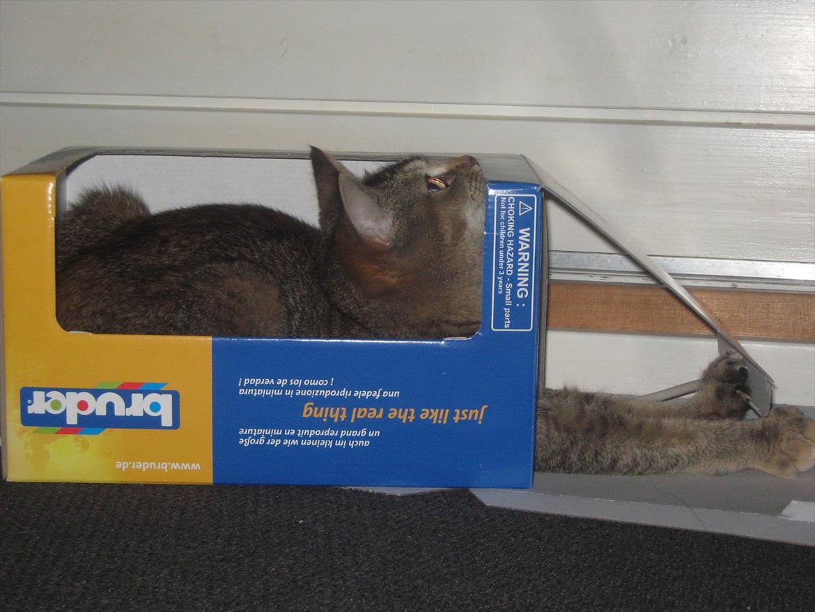 Huskat Coco billede 17