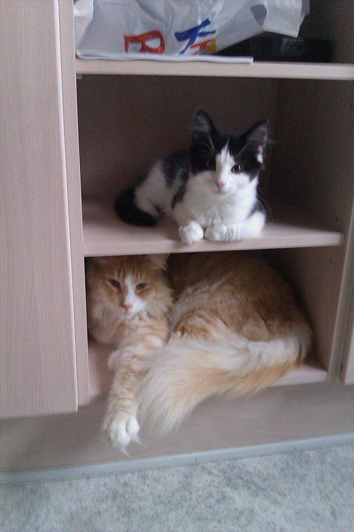 Norsk Skovkat Malakai - Malakai og Maddox billede 2