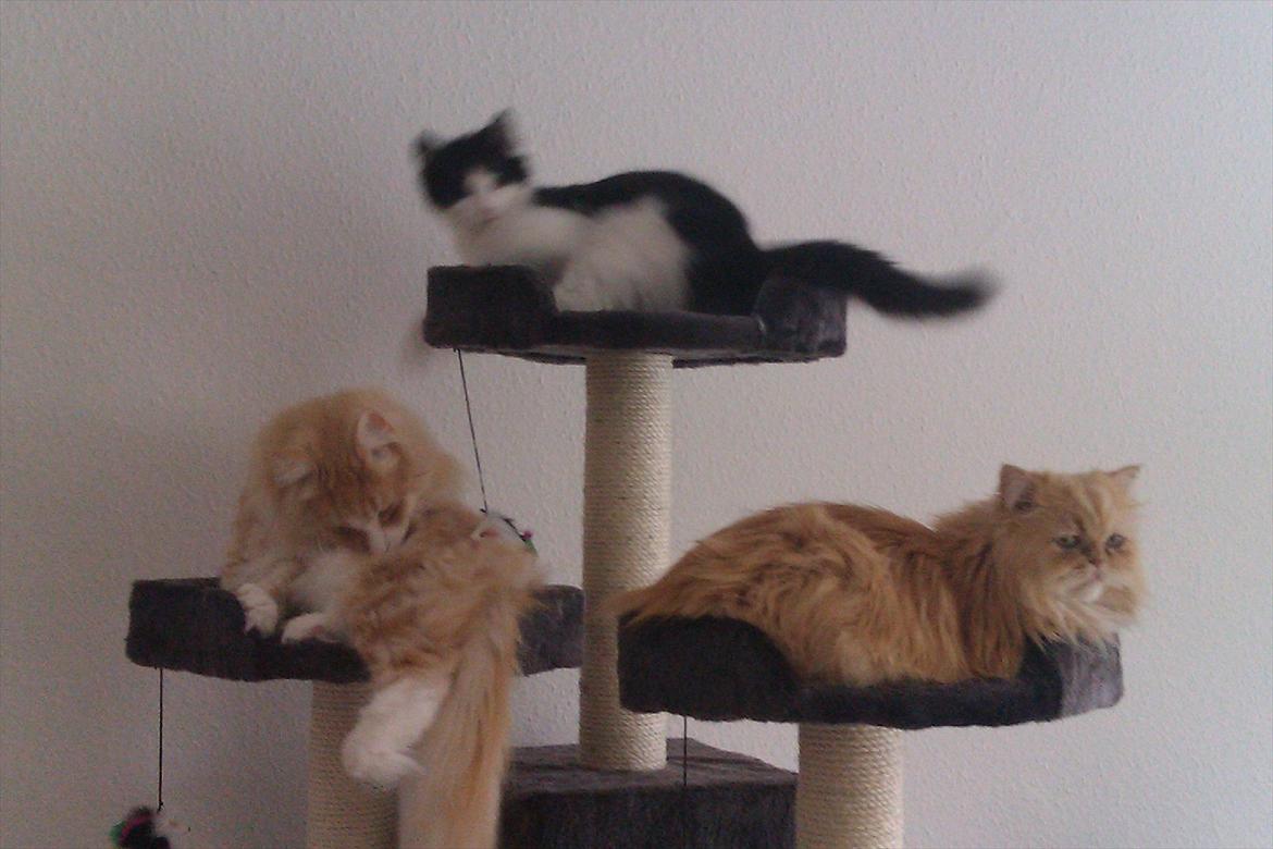 Norsk Skovkat Malakai - trip, trap, træsko billede 3