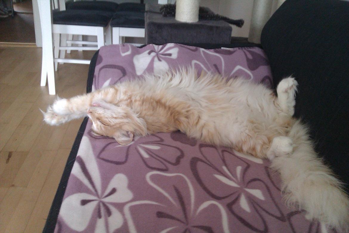 Norsk Skovkat Malakai billede 4