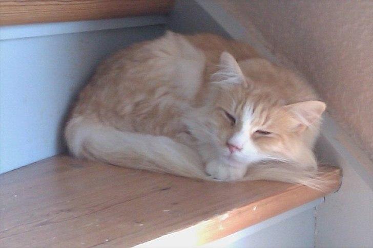 Norsk Skovkat Malakai billede 5