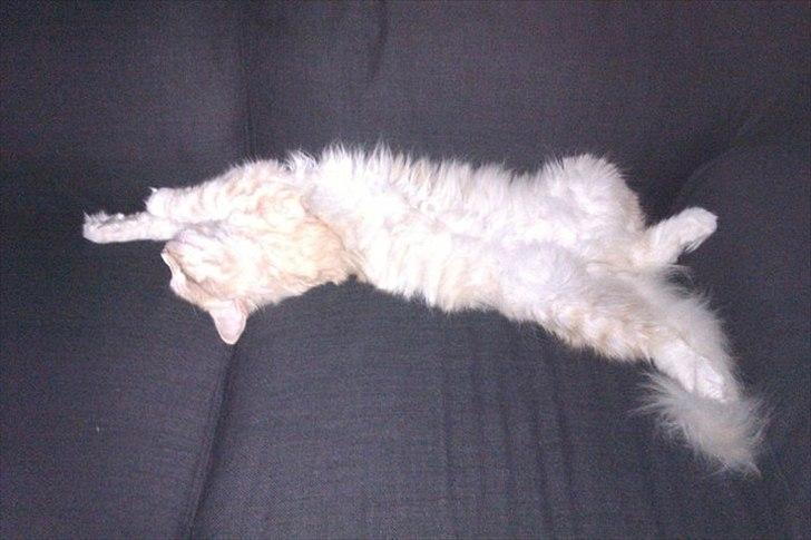 Norsk Skovkat Malakai billede 1