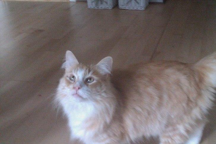 Norsk Skovkat Malakai billede 7