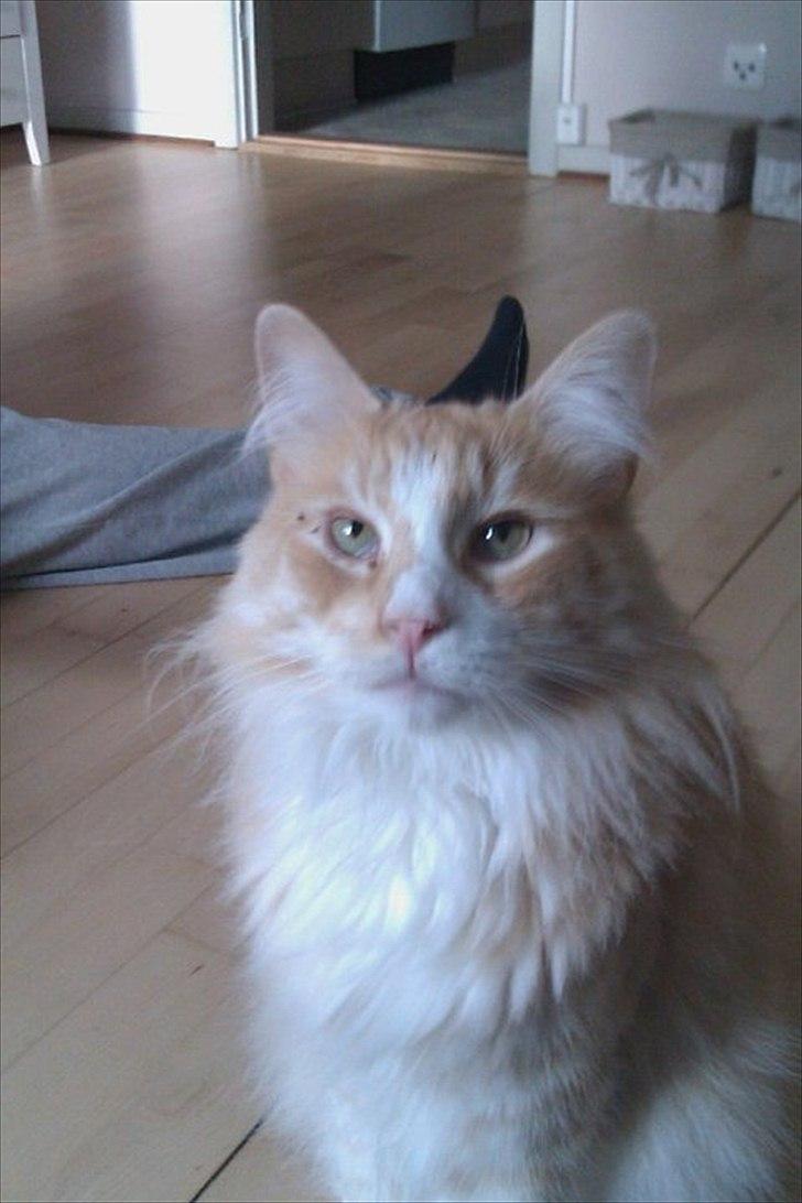 Norsk Skovkat Malakai billede 8