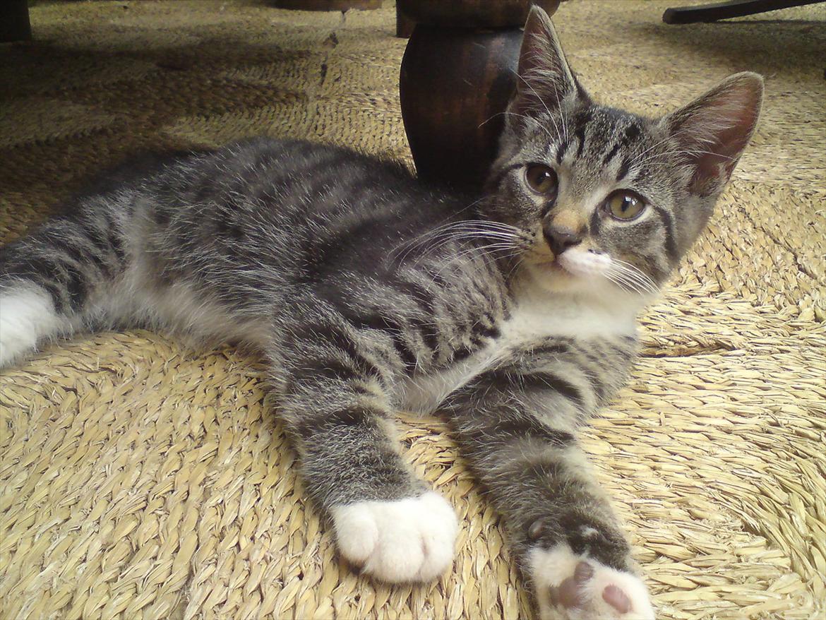 Huskat Kiks. R.I.P - Den første dag..  billede 1