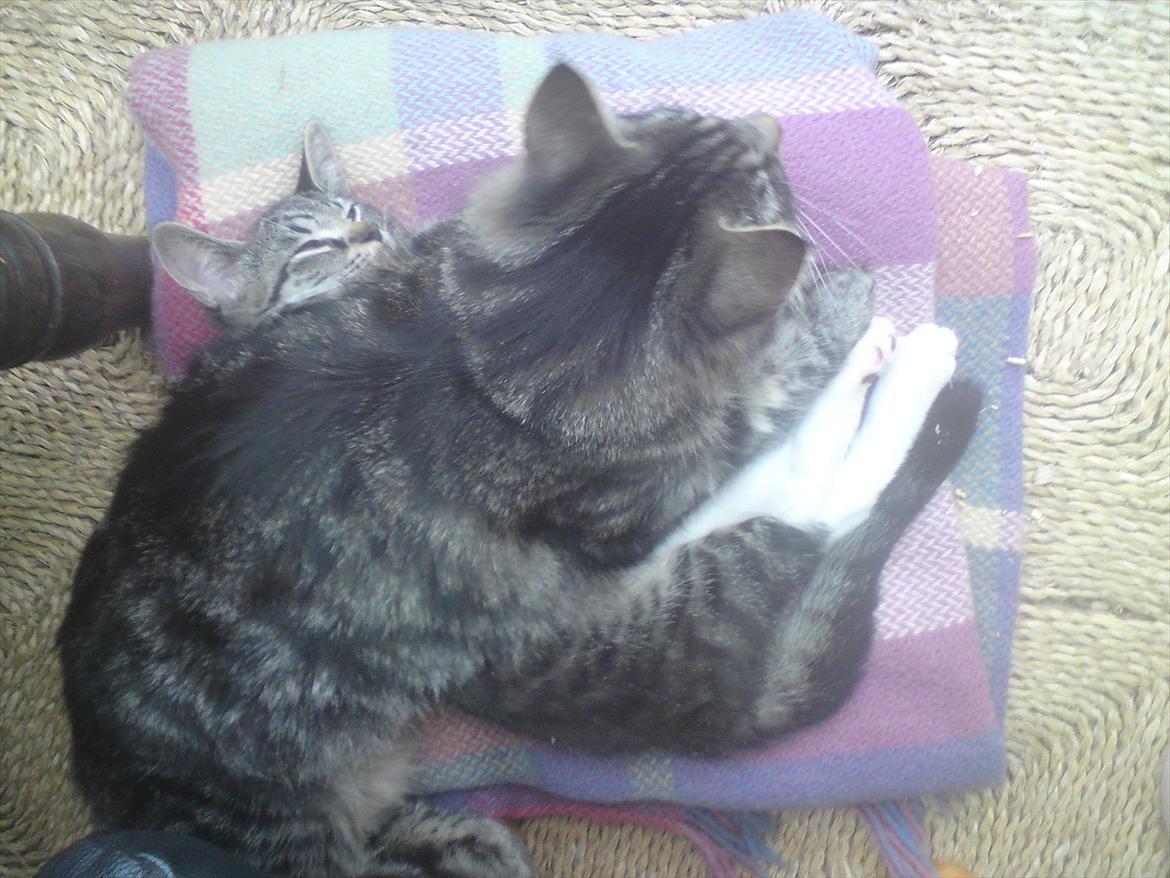 Huskat Kiks. R.I.P - Far & søn..  billede 2