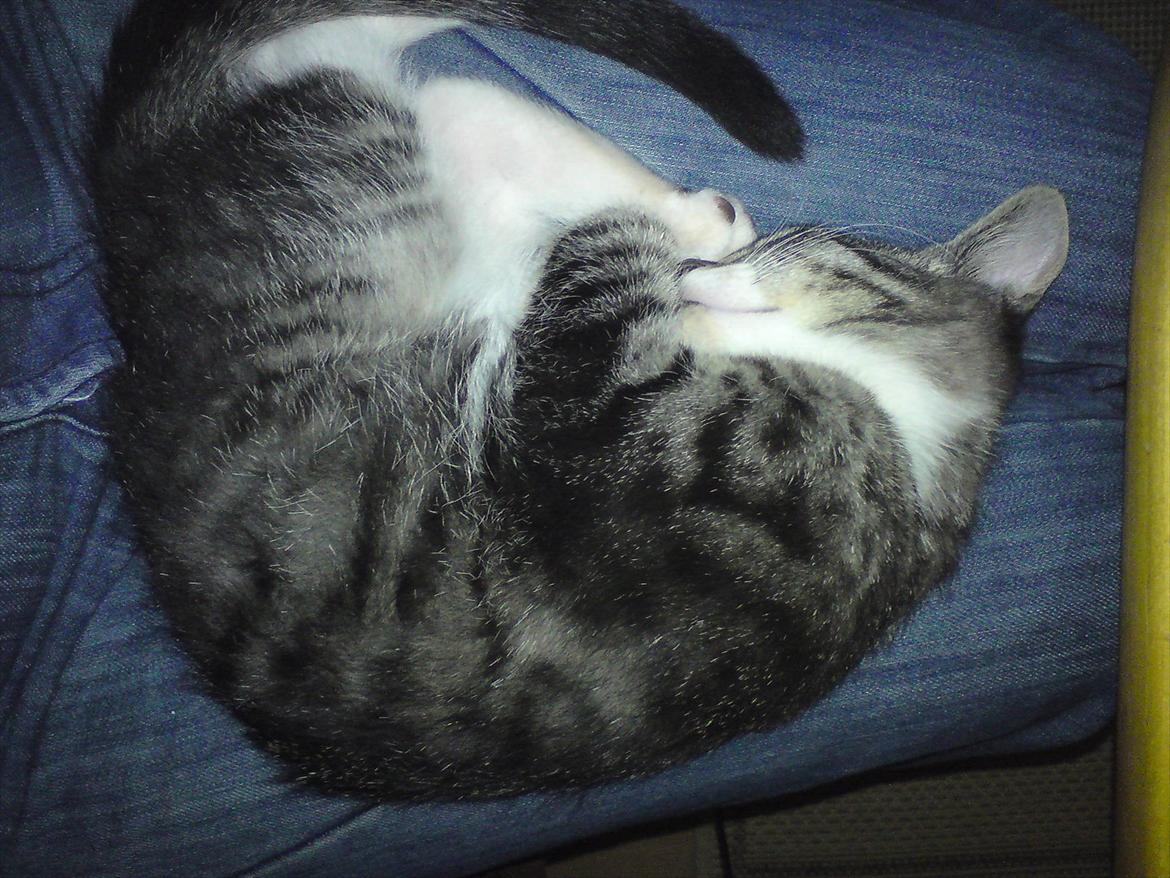 Huskat Kiks. R.I.P billede 3