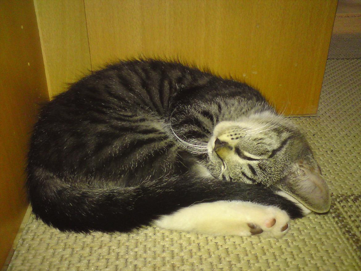 Huskat Kiks. R.I.P - Elsker at sove under bordet..  billede 4