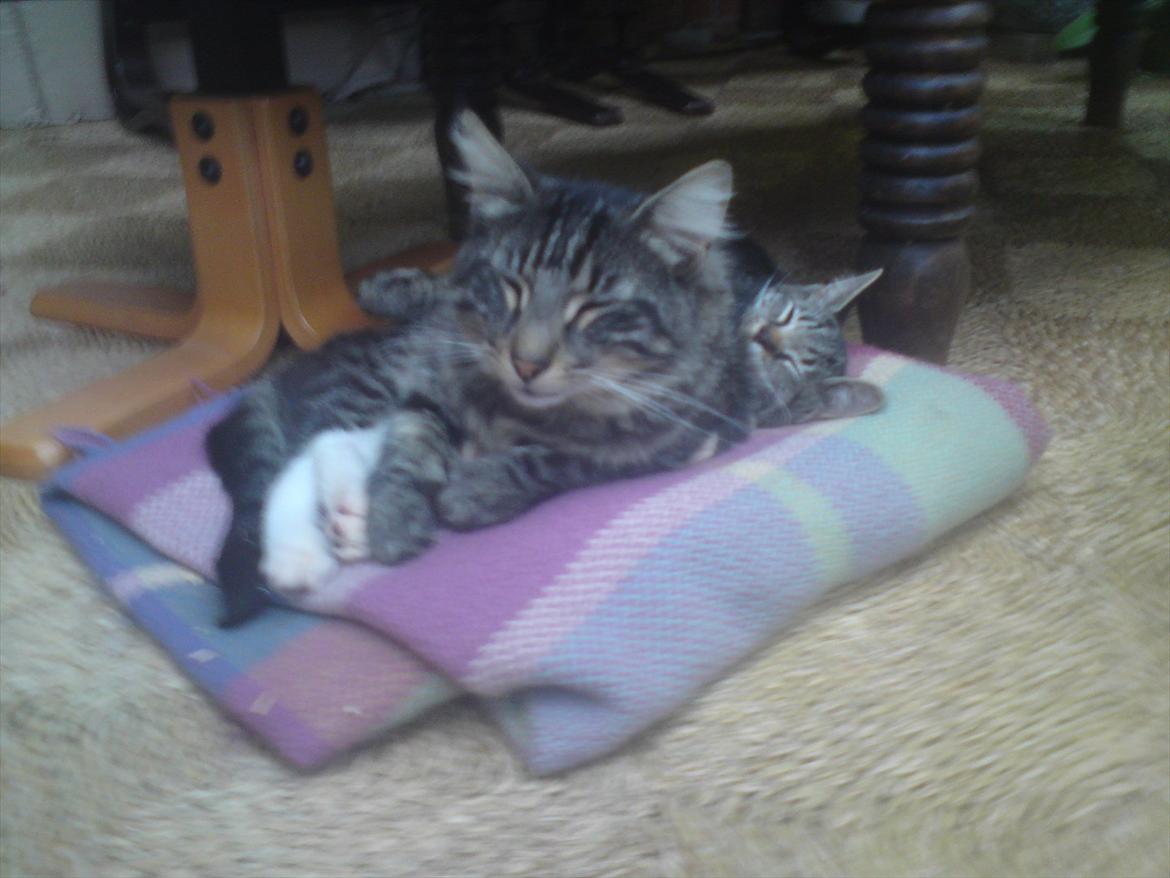 Huskat Kiks. R.I.P - Far & søn.. 
 billede 5