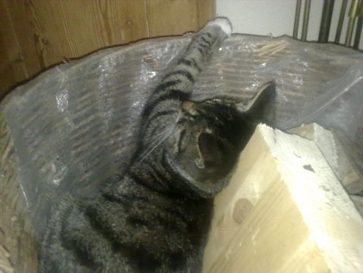 Huskat Kiks. R.I.P - Endnu et mærkelig sted at sove..  billede 6