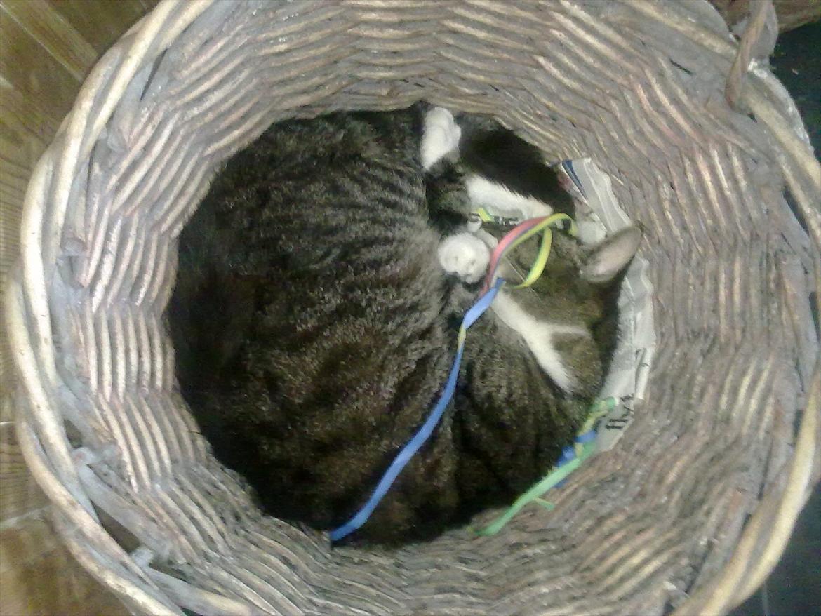 Huskat Kiks. R.I.P - Hans højt elskede brændekurv..  billede 8