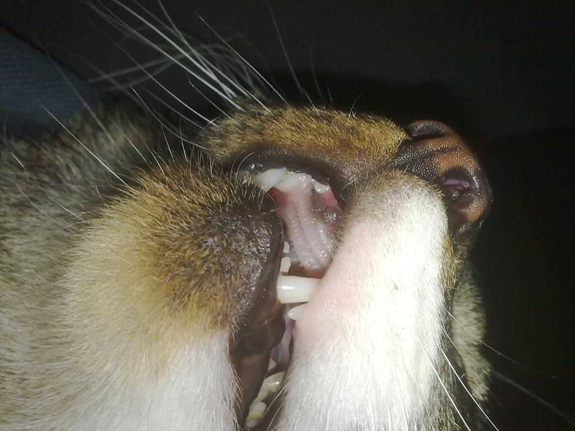 Huskat Kiks. R.I.P - Ser mine tænder.. :) billede 9