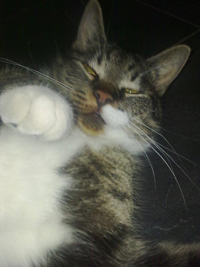 Huskat Kiks. R.I.P - Hey You :) billede 10