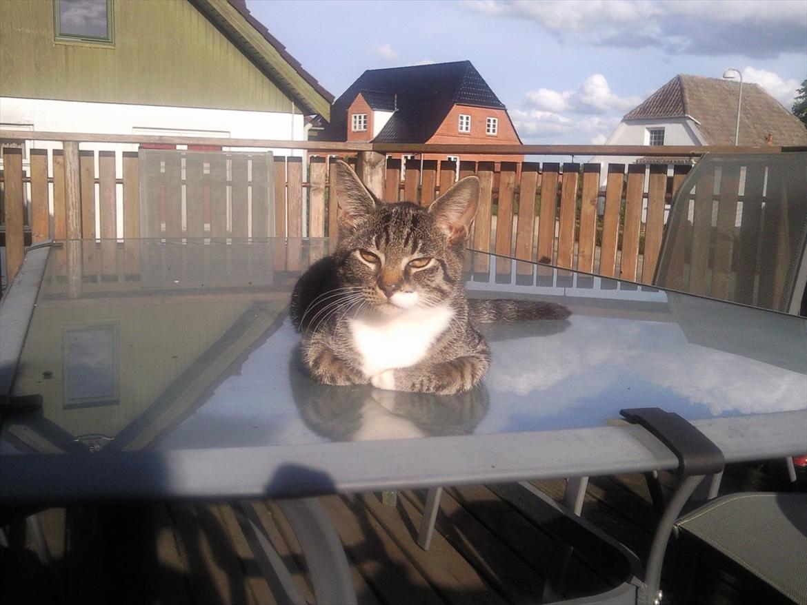 Huskat Kiks. R.I.P - Nyder lige solen.. :) billede 11