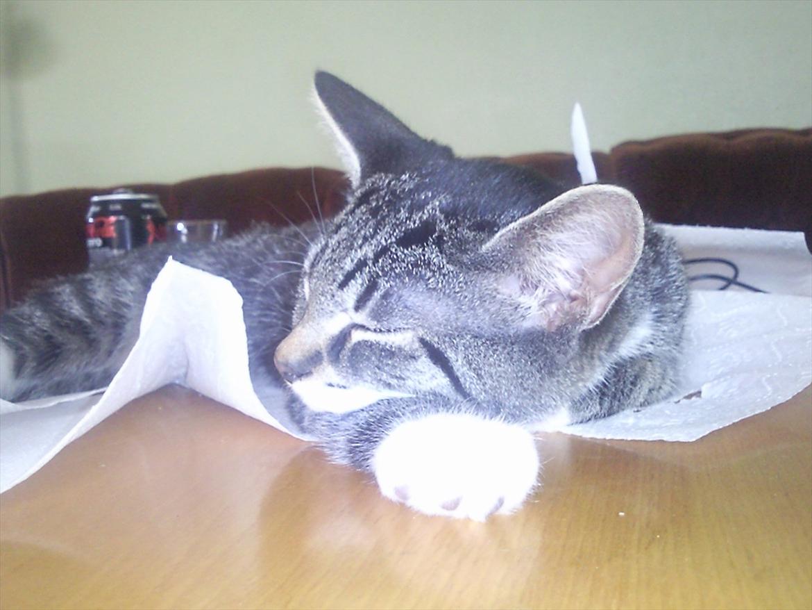 Huskat Kiks. R.I.P - Ja, det er jo os et godt sted at sove, inden man bliver smidt ned..  billede 12