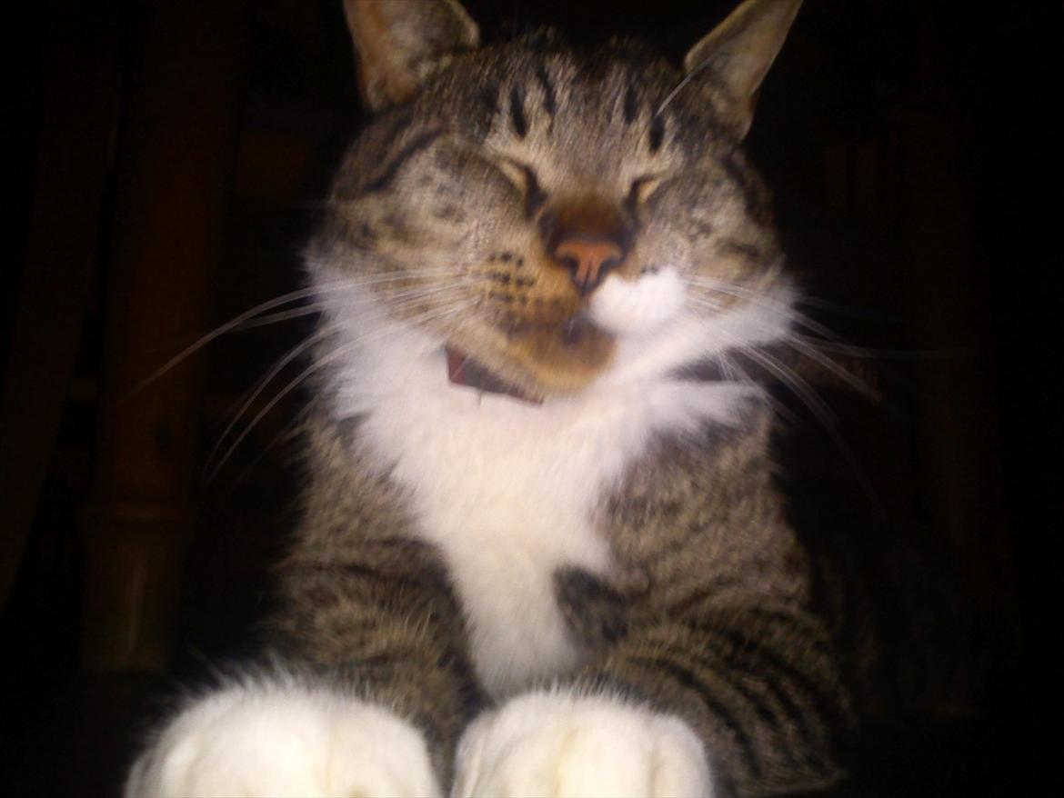 Huskat Kiks. R.I.P - Se mig ..  billede 13