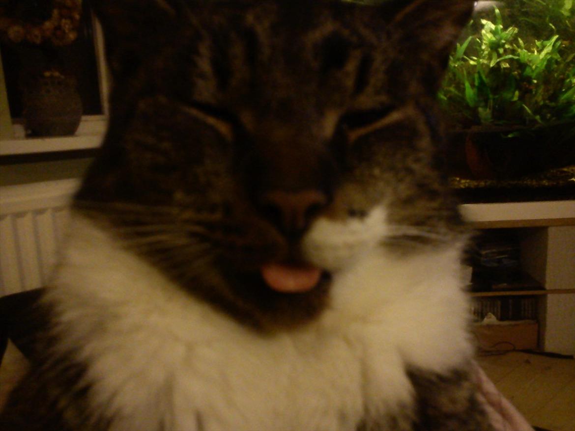 Huskat Kiks. R.I.P - Haha'..  billede 14