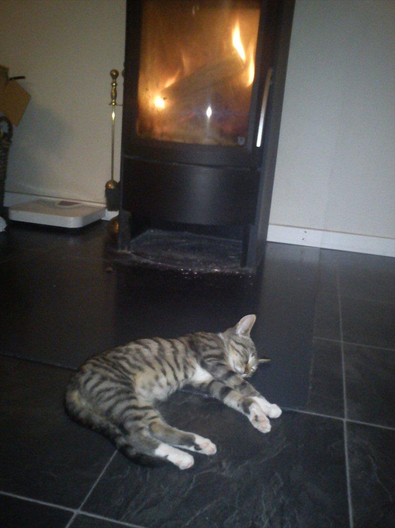 Huskat Kiks. R.I.P - Han bedste sted at sove..  billede 15