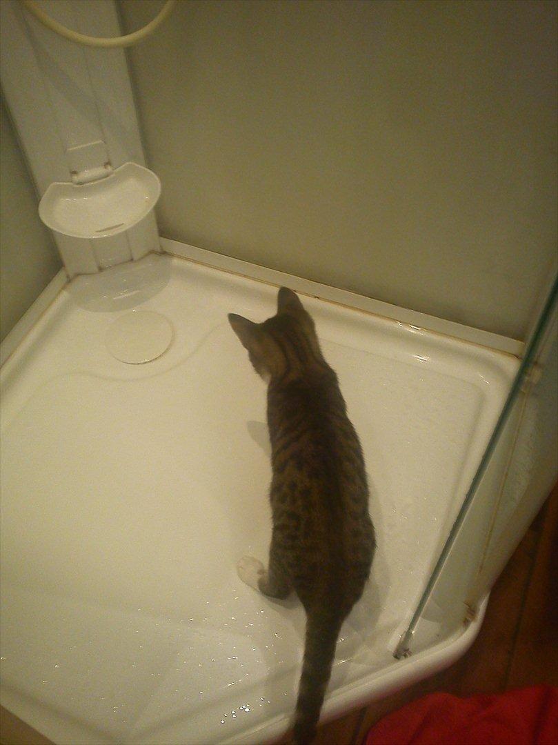 Huskat Kiks. R.I.P - Et bad?? ja hvorfor ikk..  billede 16