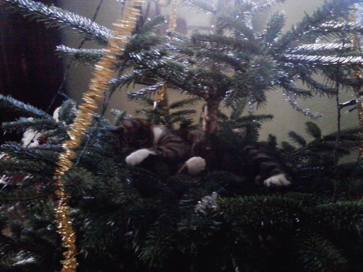 Huskat Topper - Når det er koldt uden, så er det jo dejligt med et træ indenfor..  billede 1