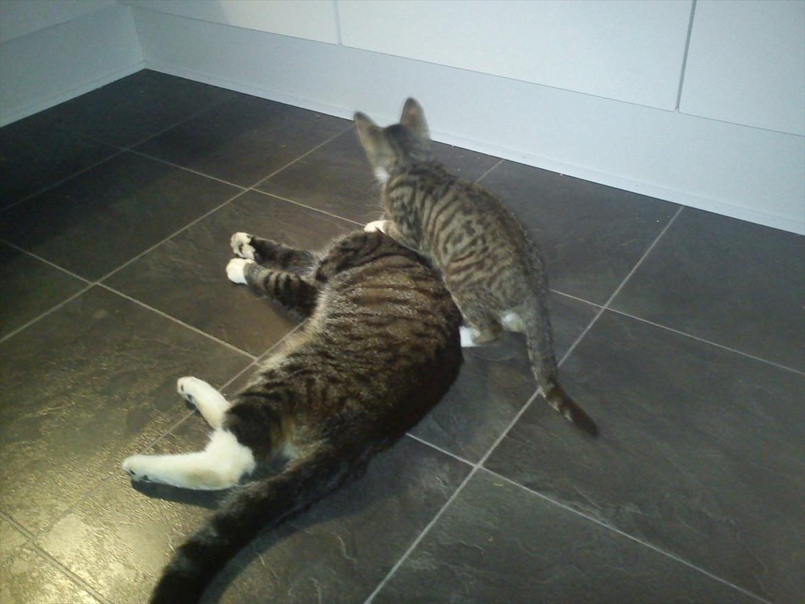 Huskat Topper - Topper & kiks..  billede 2