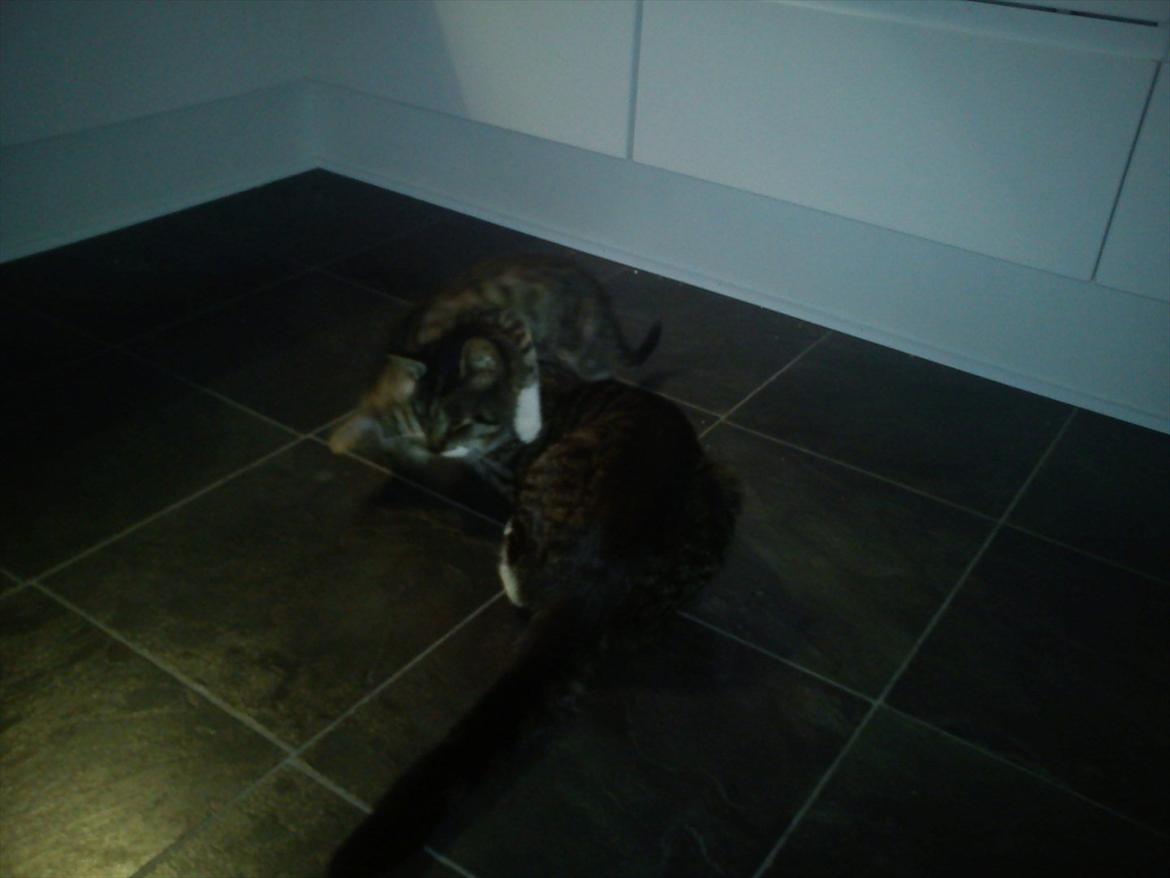 Huskat Topper - Topper & kiks  leger.. :) billede 3