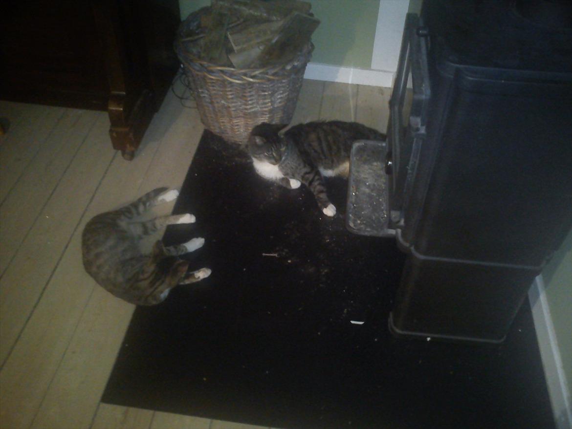 Huskat Topper - Tager en lige en pause ved varmen .. :) billede 4