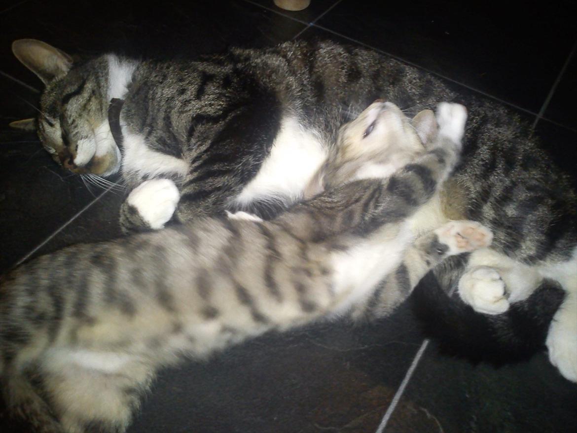 Huskat Topper - Rå hygge.. :) billede 5