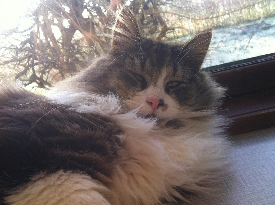 Blanding af racer Tut - Jeg er en rigtig livs nyder :) billede 1